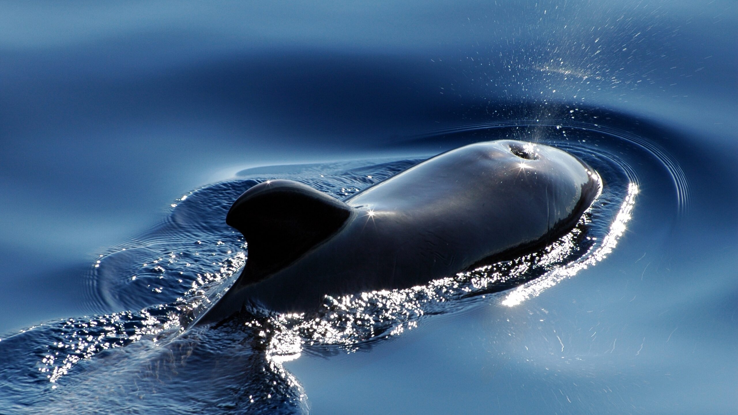 В Мурманской области спасатели освободили от сетей краснокнижного кита
