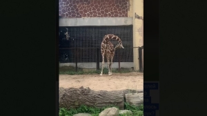 В Лензоопарке жираф Соня показала изящные изгибы шеи