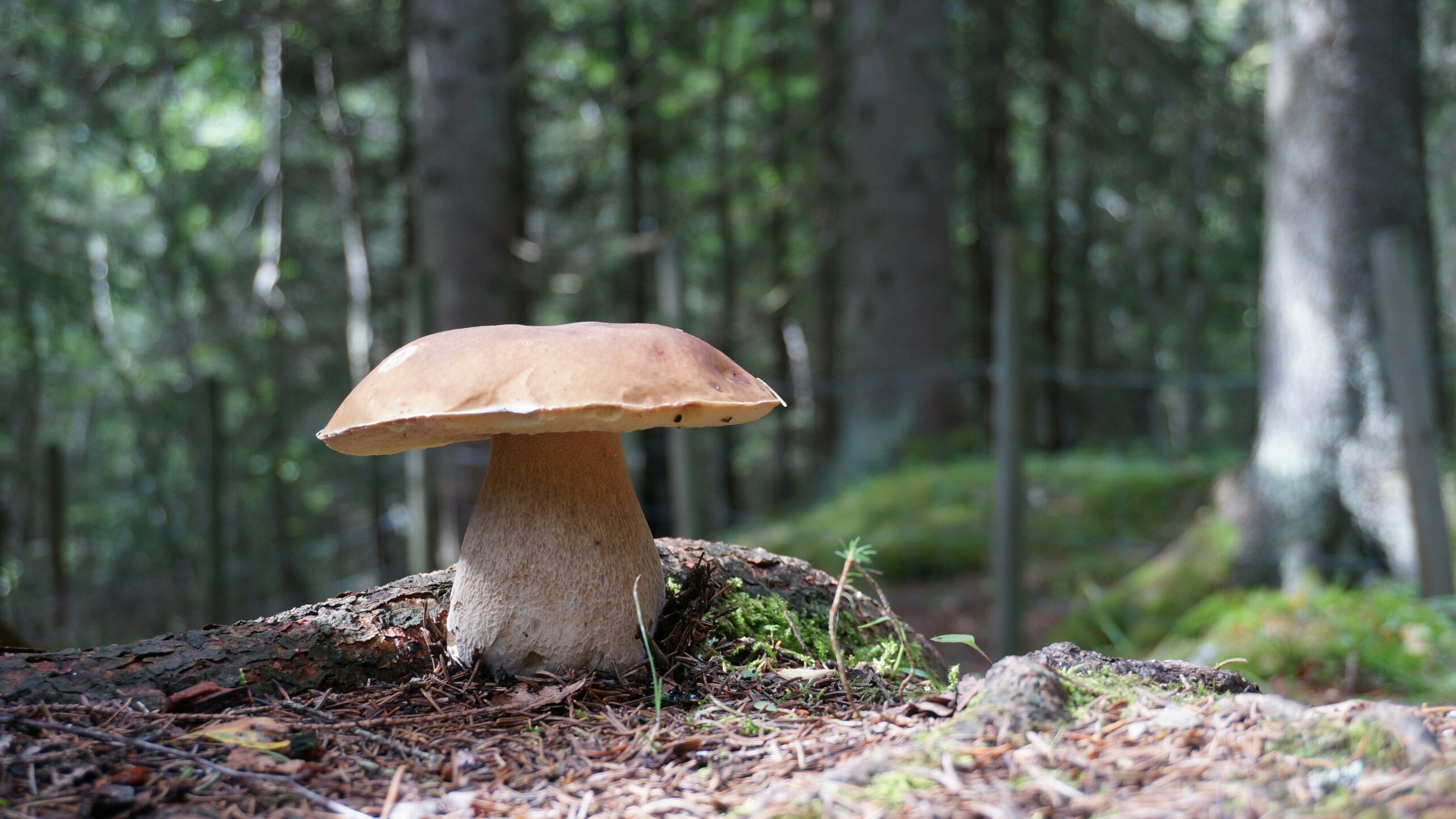 Паразитолог Бартули назвал съедобные грибы, которые нельзя есть ни при каких условиях