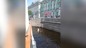 Петербуржец с пьяным другом перевернулись на гидроцикле возле Дворцовой набережной