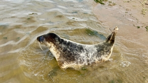 Спасли и потом вернули в море: тюлененка отпустили в водную стихию