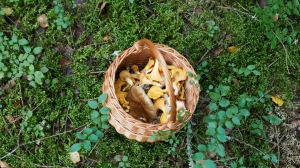 Опасная «тихая охота»: грибники стали пропадать в лесах под Петербургом
