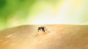 Выпила кровь и подарила червей: от укуса комаров могут развиться мозговые инфекции