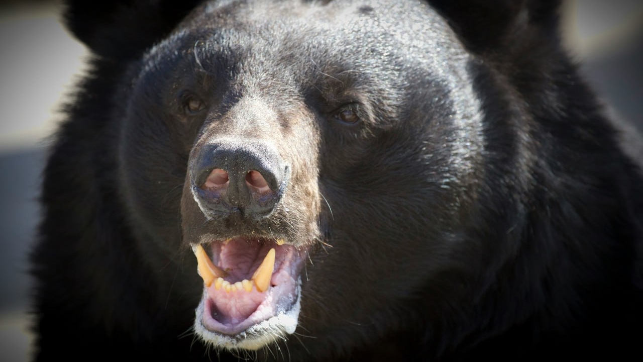 В Калифорнии 71-пенсионерка стала лакомством черного медведя