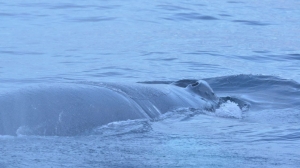 В Мурманской области спасатели освободили от сетей краснокнижного кита