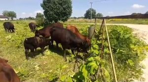 Голодные бычки разобрались с борщевиком в Гатчинском районе