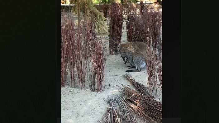 Скоро на выход: юный кенгуру в Лензоопарке уже выглядывает из маминой сумки