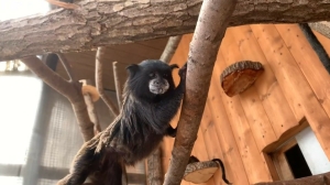 В Лензоопарке день рождения отметила примат-долгожитель Каролина: ей уже 19