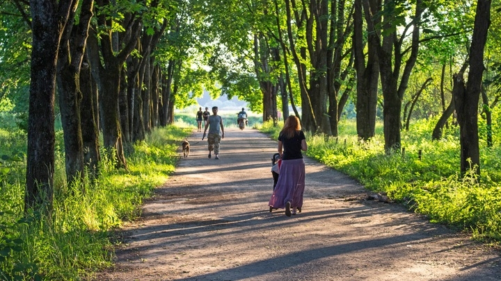 Шаровидные липы привезут в Петербург из подмосковного питомника