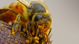 Среднерусские пчелы могут исчезнуть с лица Земли из-за смертельного вируса