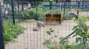Поздравить капибар с их днем петербуржцы смогут в Ленинградском зоопарке