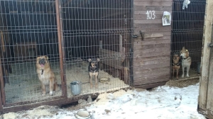 Конституционный суд РФ: умерщвлять бездомных животных можно лишь в исключительных случаях