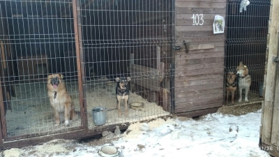 Авито расширил инструменты для пристройства животных из приютов