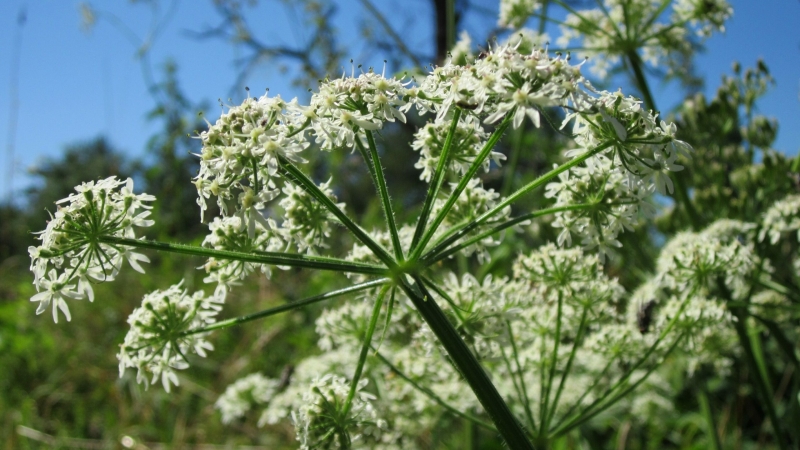 За эту ошибку в борьбе с борщевиком теперь штрафуют на 50000 рублей — важная новость для дачников Ленобласти