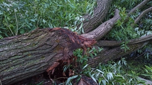 В Ленобласти во время шторма дерево упало на машину: два человека пострадали