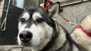 В Петербурге предложили обязать владельцев собак опасных пород проходить спецкурсы