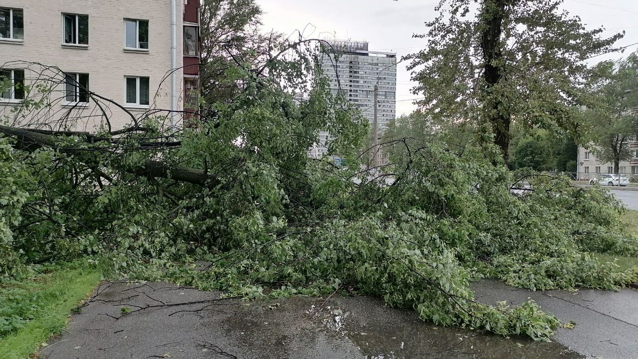 В Петербурге повалившееся от урагана дерево убило женщину