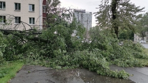 В Петербурге повалившееся от урагана дерево убило женщину