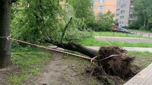 В центре Петербурга закрыли сады из-за падающих от свирепого ветра деревьев