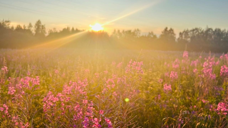 Чистый воздух в Петербурге только в одном месте: где петербуржцы дышат полной грудью без вреда для здоровья