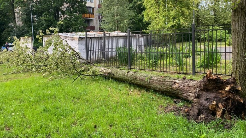 Гибель женщины под упавшим деревом на Юрия Гагарина проверит прокуратура