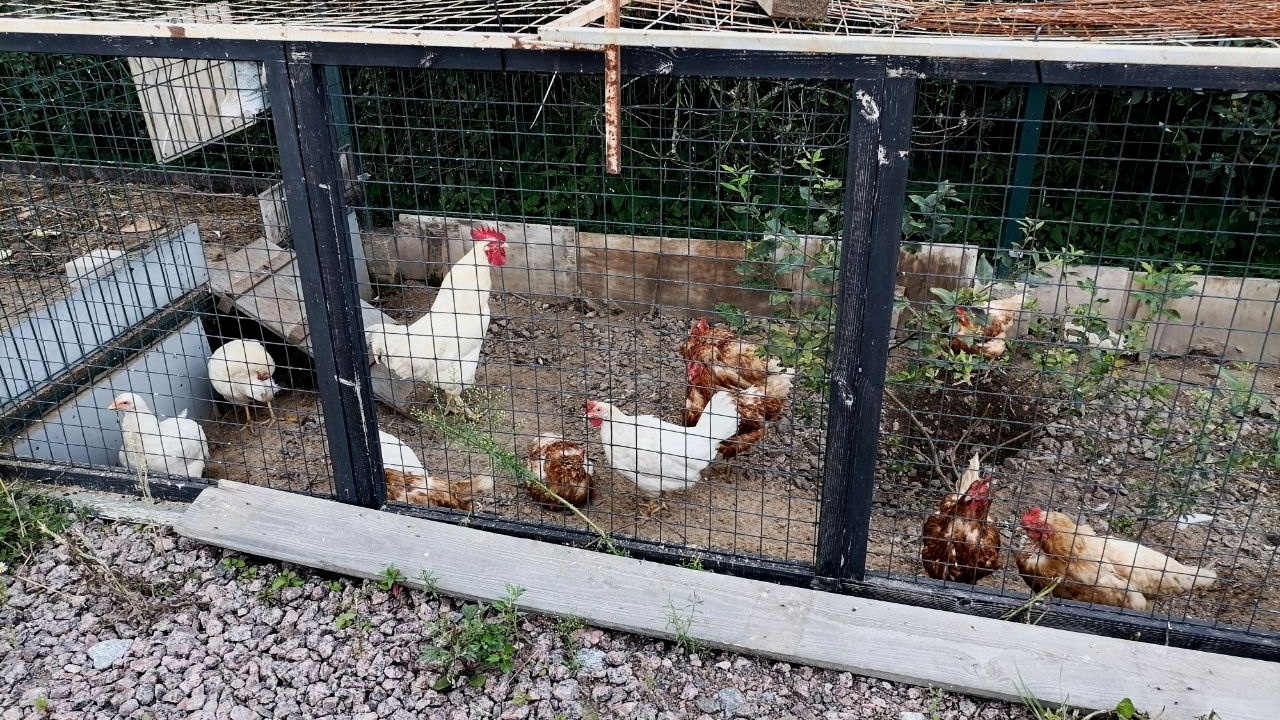 В пожаре на птицефабрике под Липецком погибли 6 тысяч курочек