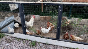 В пожаре на птицефабрике под Липецком погибли 6 тысяч курочек