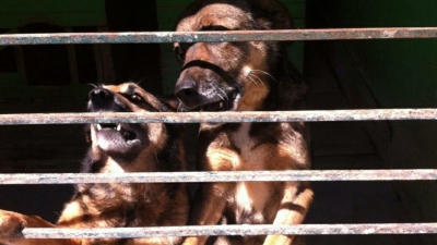 Авито подключила систему верификации для приютов и зооволонтеров