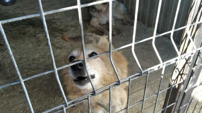 В Красногвардейском районе через 5 лет появится новая ветклиника и приют