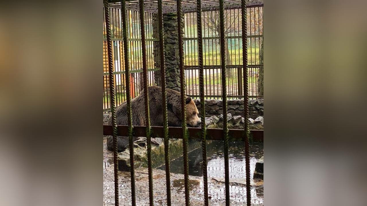 «Брошенный» медведь из Ленобласти обрел «государственную опеку»