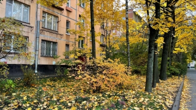 В Петербурге не будут следовать примеру Москвы и оставят американские клены