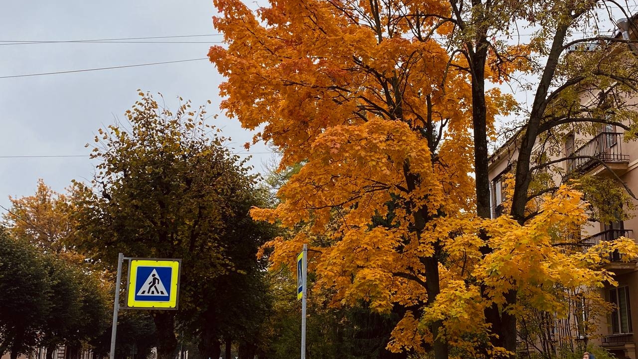 В понедельник в Петербурге будет сухо и потеплеет до +12 градусов