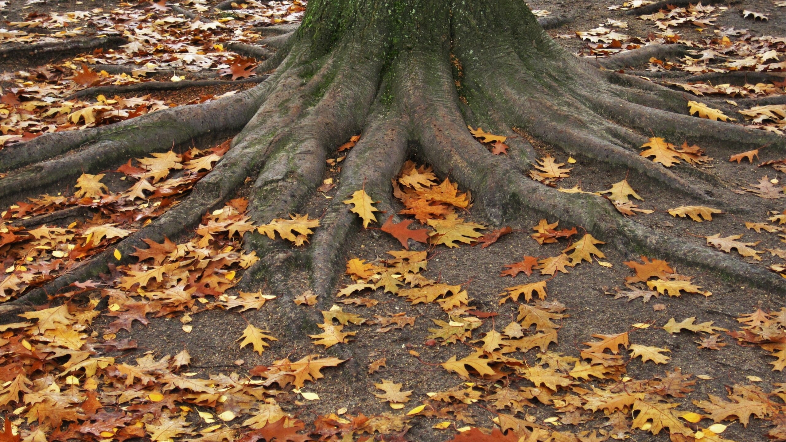 Неизвестные присыпали сухими листьями мертвого младенца в Тюмени