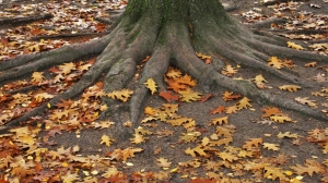 Неизвестные присыпали сухими листьями мертвого младенца в Тюмени