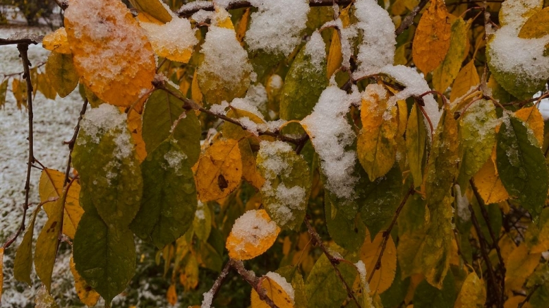 Как предсказывали погоду в Петербурге 28 октября? Народные приметы, традиции работы со льном и житие Евфимия Солунского