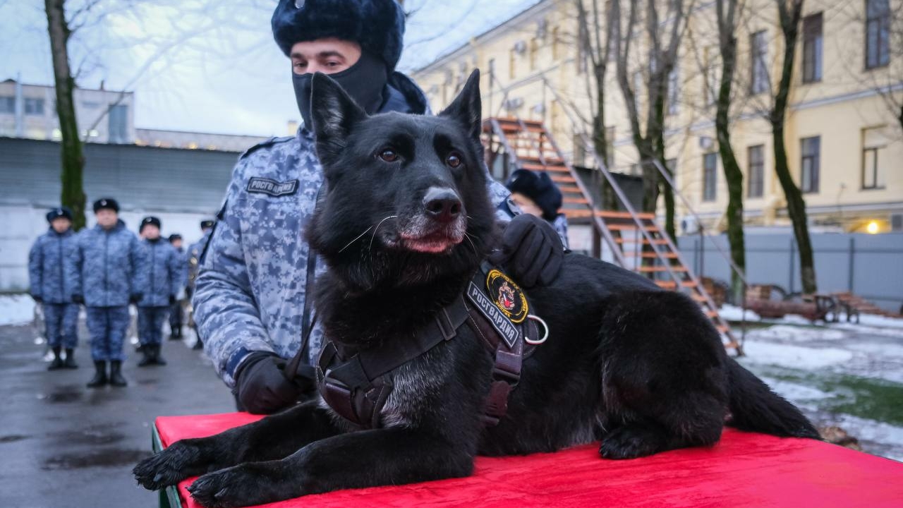 Петербургские росгвардейцы впервые наградили собачьей медалью отправившегося на пенсию Маджара