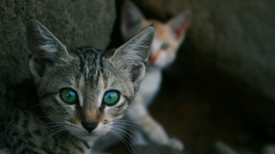 Больше 100 кошек из приюта «Новый Дом» рискуют замерзнуть на смерть в Петербурге