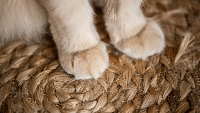 Авито запустит верификацию аккаунтов приютов и зооволонтеров