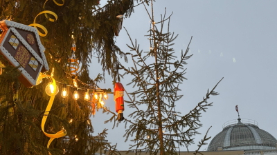 Где купить елку в Петербурге легально и как ее выбрать? Карта елочных базаров с 20 декабря 2025 — список по районам