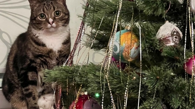 Авито: россияне активно выбирают услуги и товары для питомцев перед Новым годом