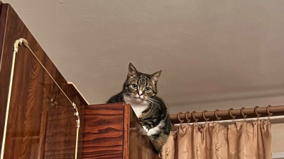 Праздник 28 марта — Александров день, День уважения кошки и народные приметы