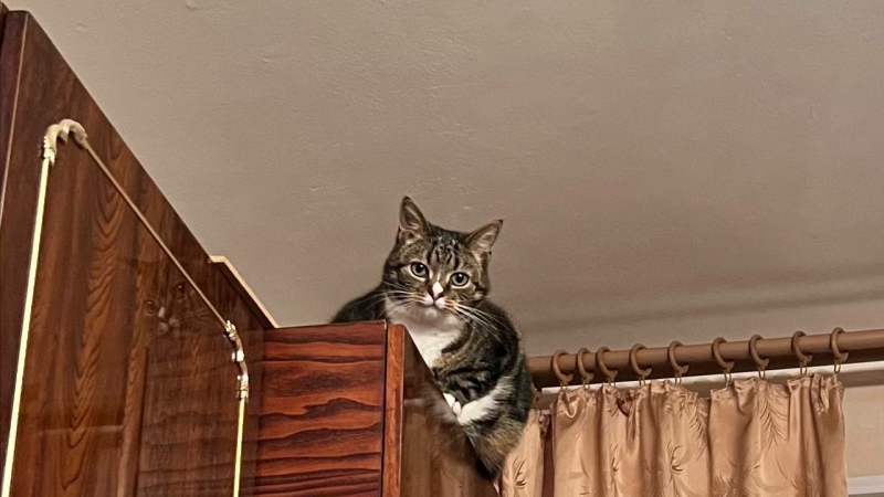 Праздник 28 марта — Александров день, День уважения кошки и народные приметы