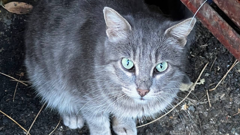 Стало известно, кто займется отловом бездомных котиков в подвалах Петербурга