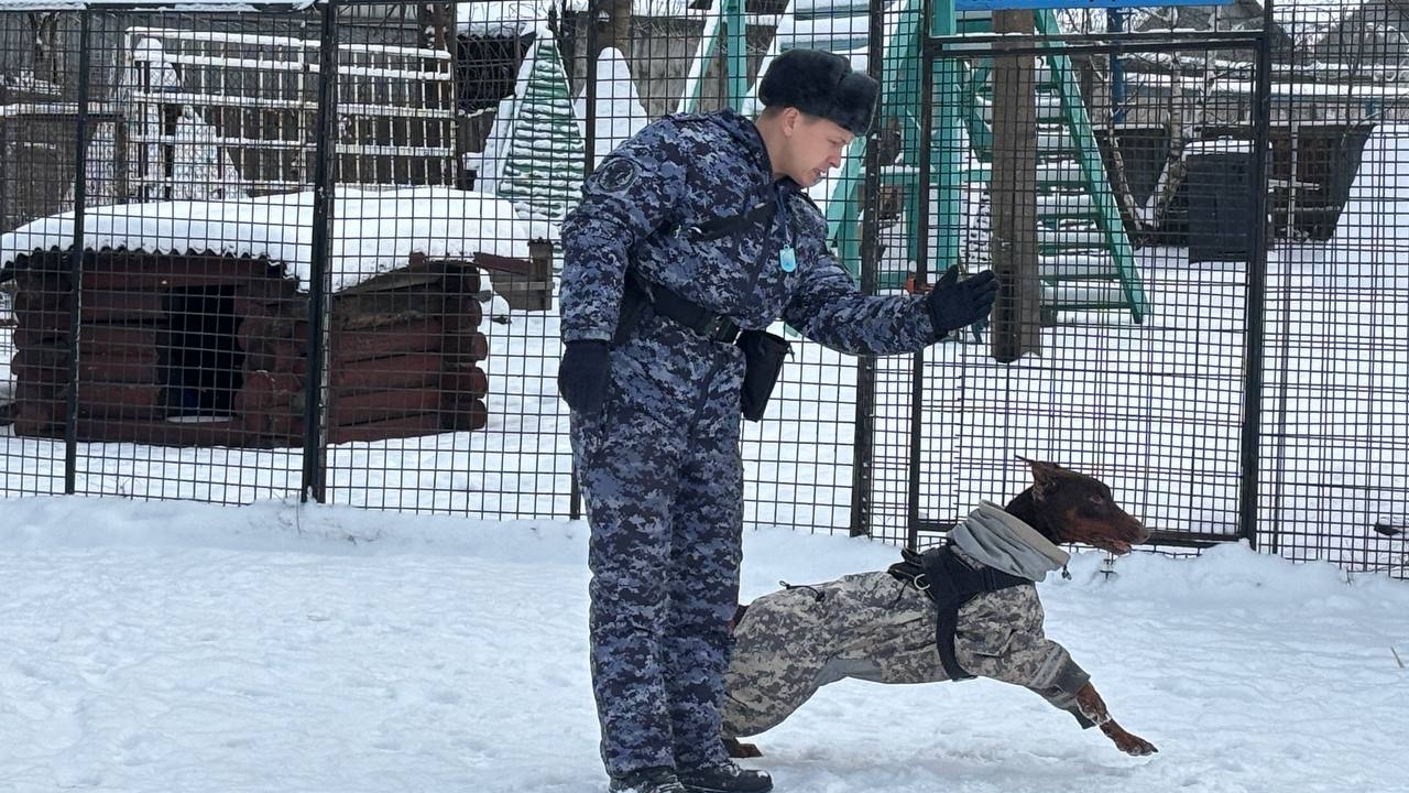 Еще не ловили зэков, но всегда готовы: посмотрите, как живут служебные собаки в тюрьмах Петербурга