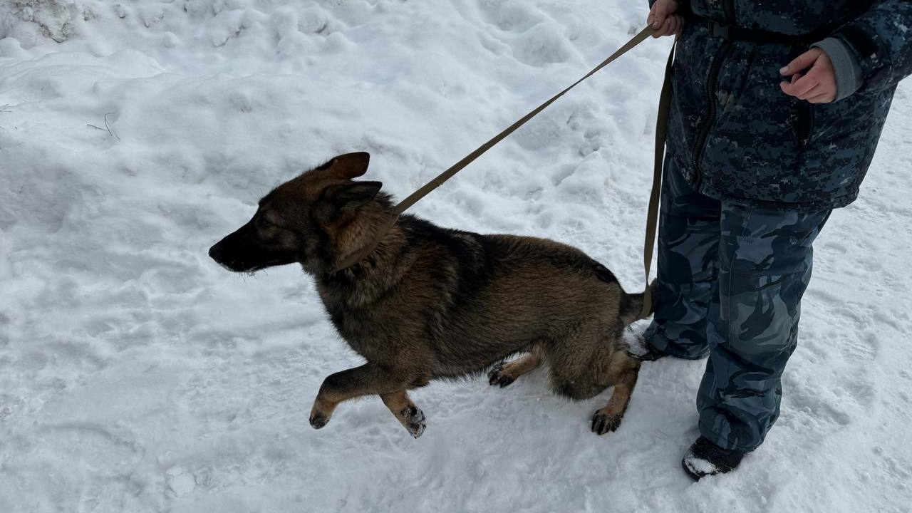 «Водоканал» усилит охрану хвостиками: кинологам с собаками заплатят 216 млн