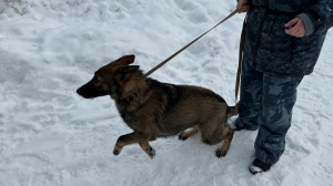 «Водоканал» усилит охрану хвостиками: кинологам с собаками заплатят 216 млн