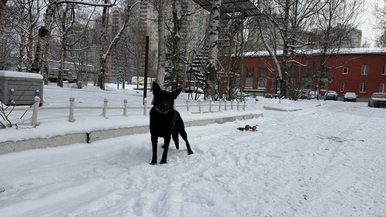 Мясо с крючками от удочки: петербуржцы нашли у «Горьковской» опасные «вкусняшки» от догхантеров