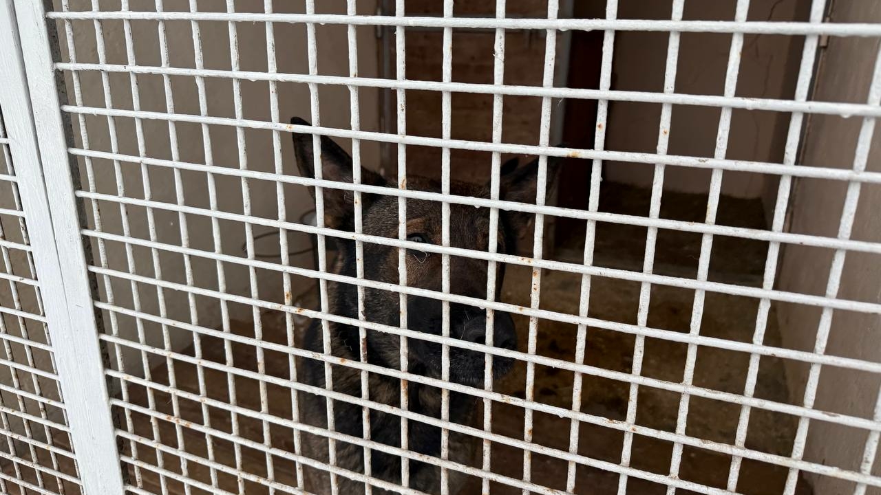 Прокуратура следит за приютом под Петербургом, где погибли 40 пушистиков