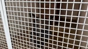 Прокуратура следит за приютом под Петербургом, где погибли 40 пушистиков