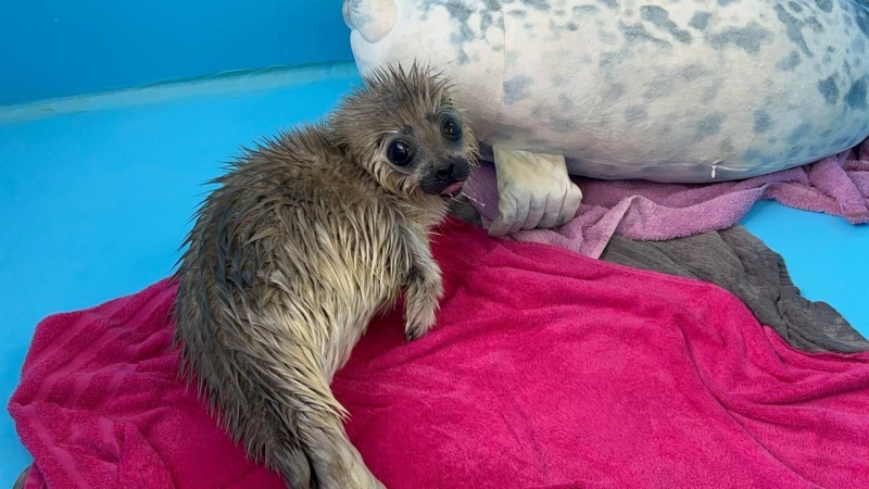 Не напугайте и звоните специалистам: петербуржцев проинструктировали по поводу спасения нерпят и тюленят